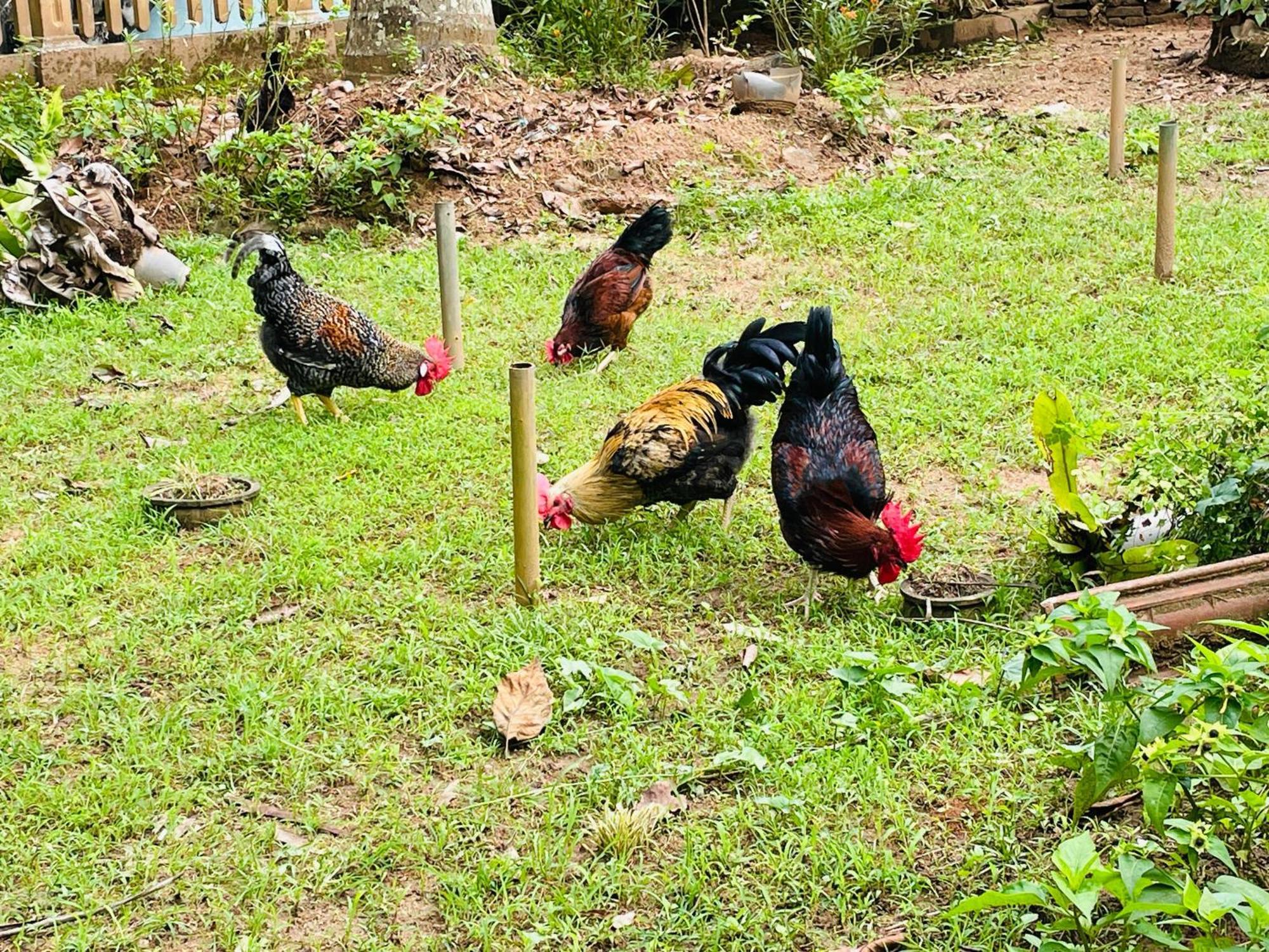 Unique Villa 康提 外观 照片